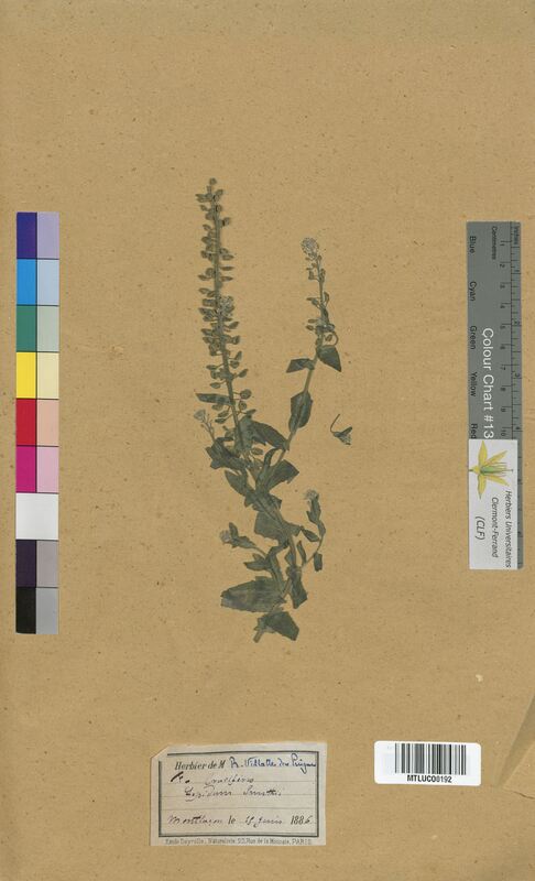 Lepidium smithii (Brassicaceae)