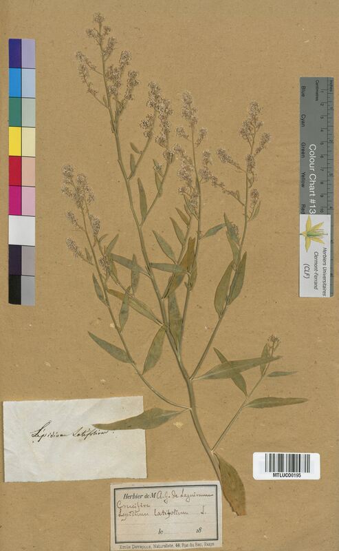 Lepidium latifolium (Brassicaceae)