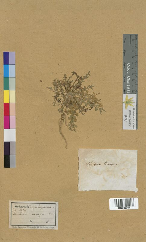 Senebiera coronopus (Brassicaceae)