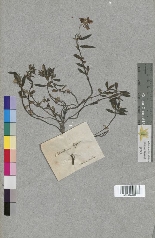 Helianthemum vulgare (Cistaceae)