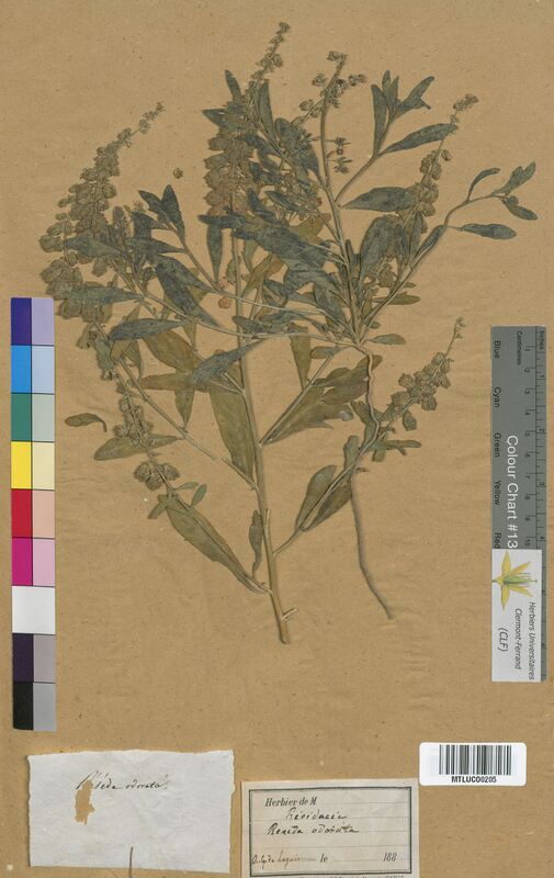 Reseda odorata (Resedaceae)