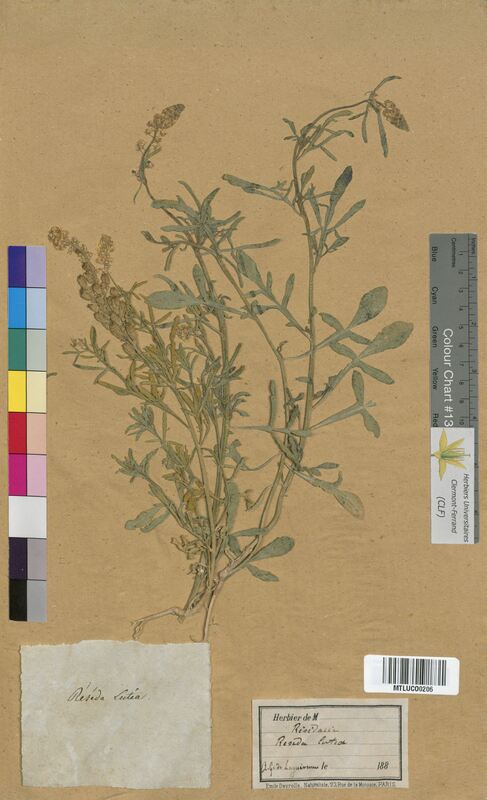 Reseda lutea (Resedaceae)