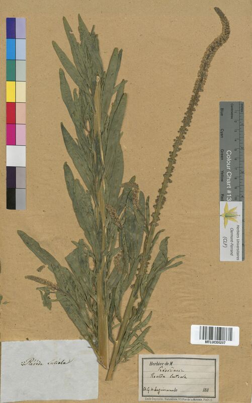 Reseda luteola (Resedaceae)