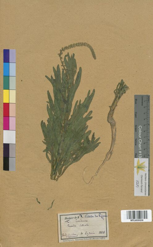 Reseda luteola (Resedaceae)