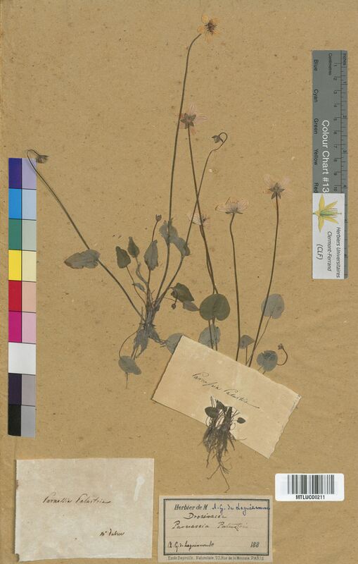 Parnassia palustris (Parnassiaceae)