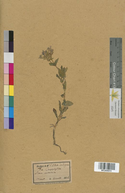 Silene armeria (Caryophyllaceae)