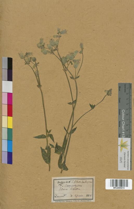 Silene inflata (Caryophyllaceae)