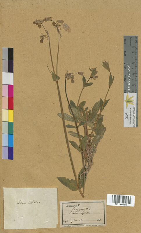 Silene inflata (Caryophyllaceae)