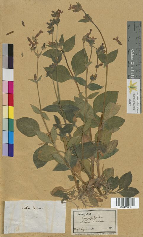 Silene conica (Caryophyllaceae)