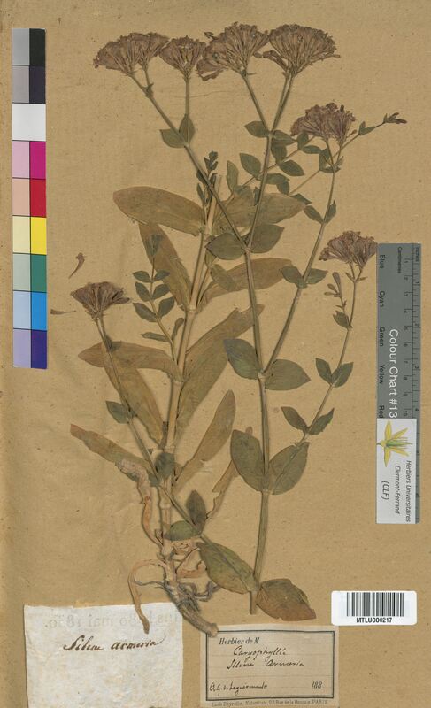 Silene armeria (Caryophyllaceae)