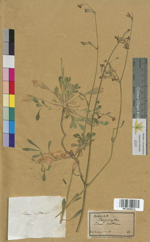 Silene nutans (Caryophyllaceae)