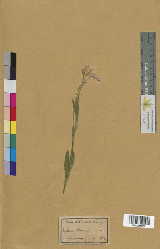 Lychnis flos-cuculi (Caryophyllaceae)