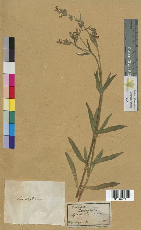 Lychnis flos-cuculi (Caryophyllaceae)
