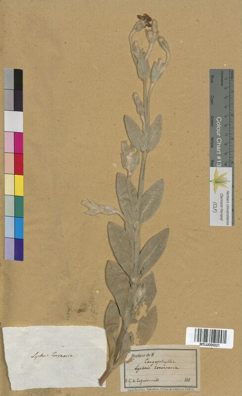Lychnis coronaria (Caryophyllaceae)