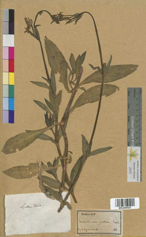 Lychnis dioica (Caryophyllaceae)