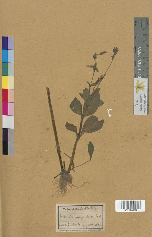 Melandrium pratense (Caryophyllaceae)