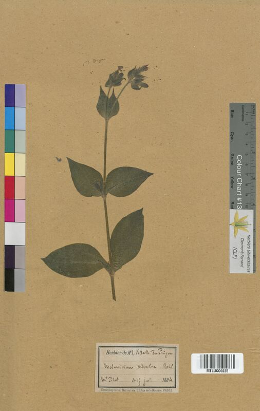 Melandrium sylvestre (Caryophyllaceae)