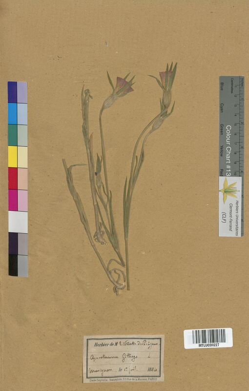 Agrostemma githago (Caryophyllaceae)