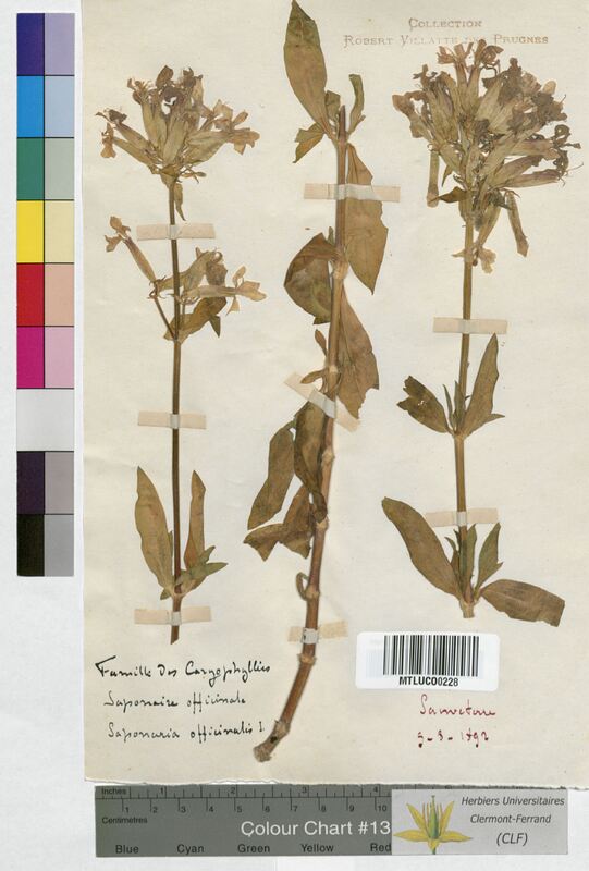Saponaria officinalis (Caryophyllaceae)