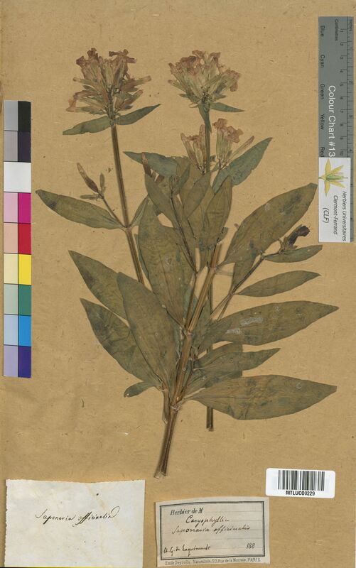Saponaria officinalis (Caryophyllaceae)