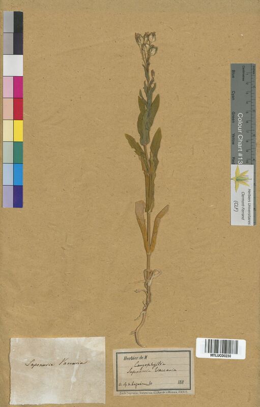 Saponaria vaccaria (Caryophyllaceae)