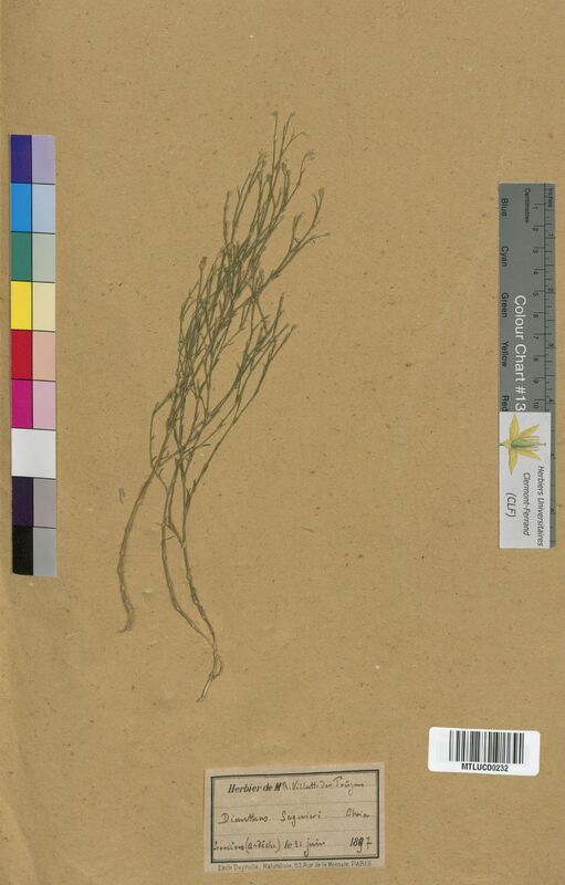 Dianthus seguieri (Caryophyllaceae)