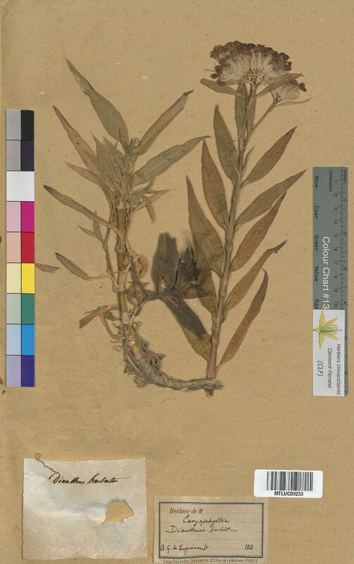 Dianthus barbatus (Caryophyllaceae)