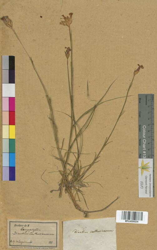 Dianthus carthusianorum (Caryophyllaceae)