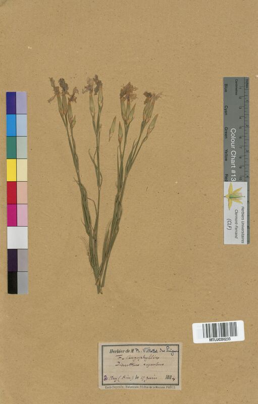Dianthus superbus (Caryophyllaceae)