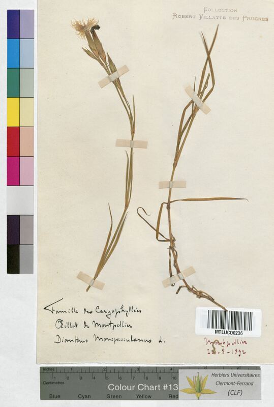 Dianthus monspessulanus (Caryophyllaceae)