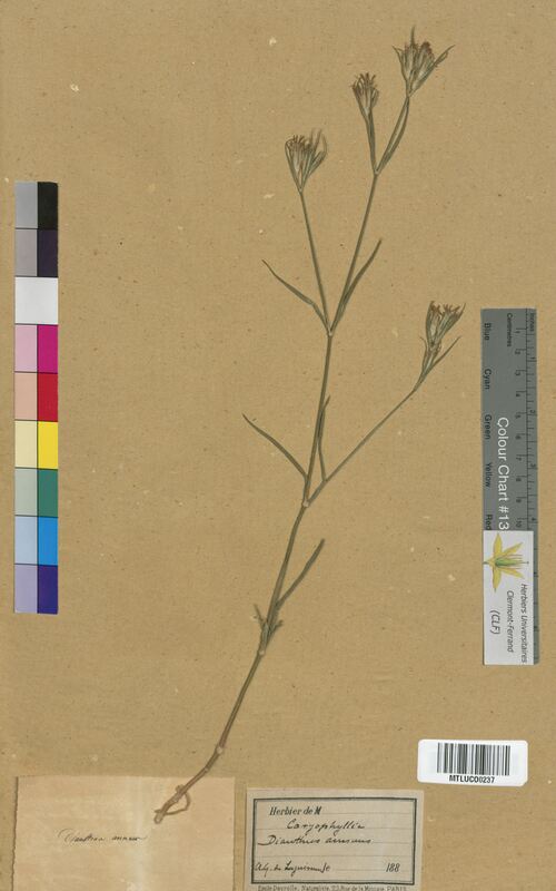Dianthus sp. (Caryophyllaceae)
