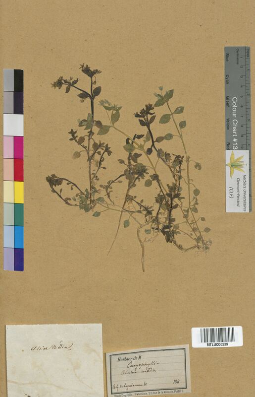 Alsine media (Caryophyllaceae)