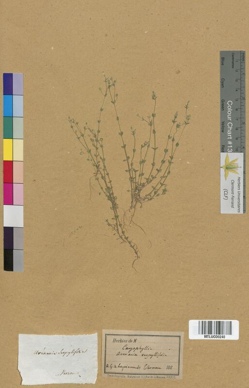 Arenaria serpyllifolia (Caryophyllaceae)