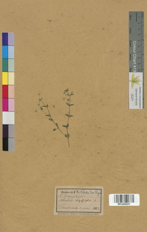 Arenaria serpyllifolia (Caryophyllaceae)