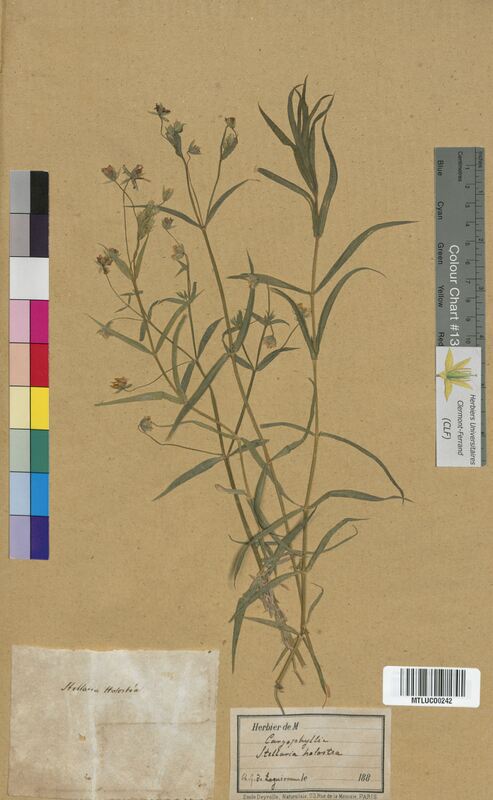 Stellaria holostea (Caryophyllaceae)
