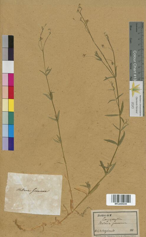 Stellaria graminea (Caryophyllaceae)