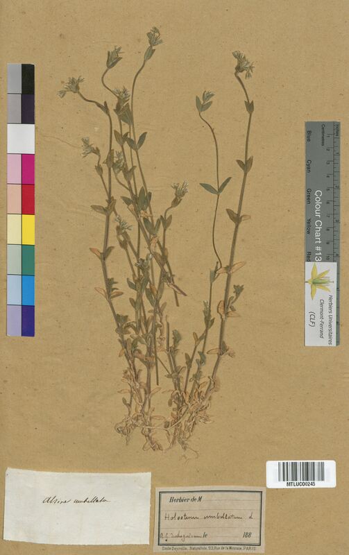 Alsine umbellata (Caryophyllaceae)