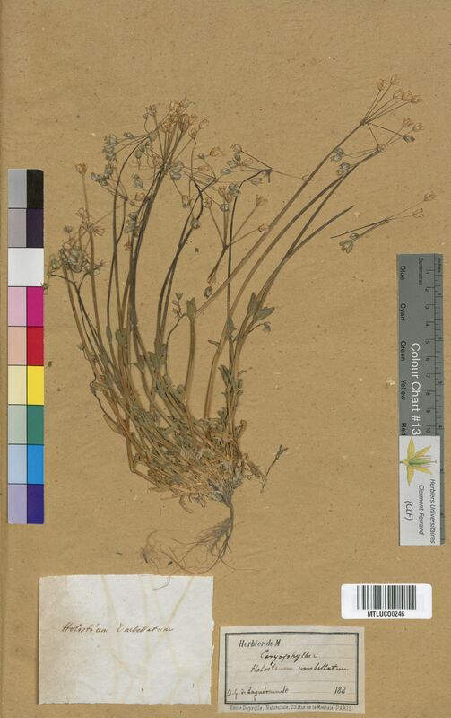 Holosteum umbellatum (Caryophyllaceae)