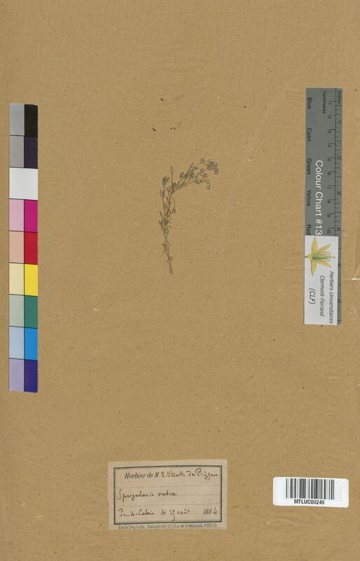 Spergularia rubra (Caryophyllaceae)