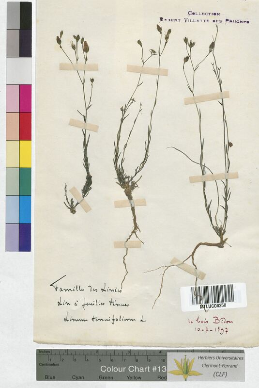 Linum tenuifolium (Linaceae)