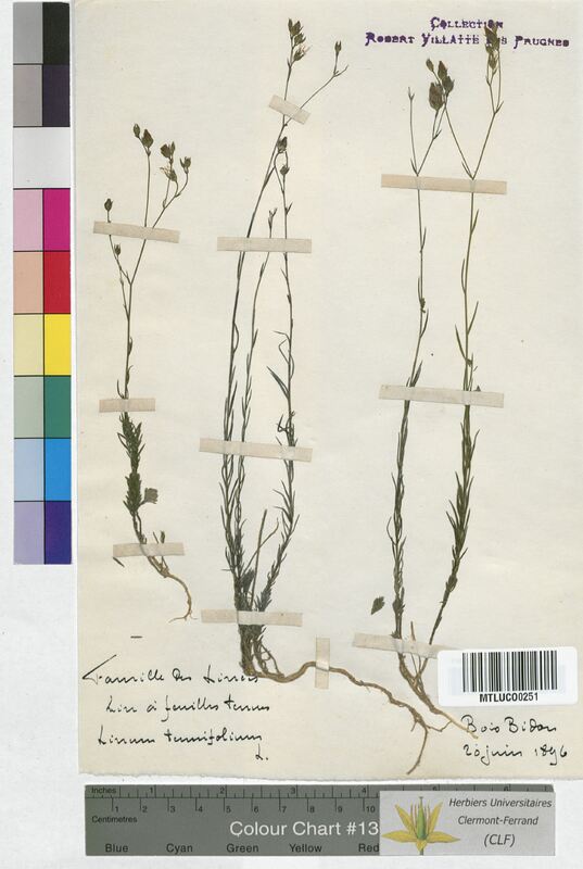 Linum tenuifolium (Linaceae)