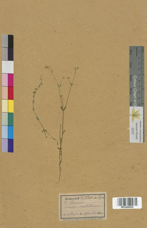 Linum catharticum (Linaceae)