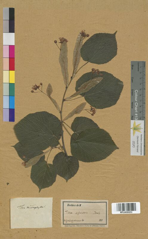 Tilia sp. (Tiliaceae)