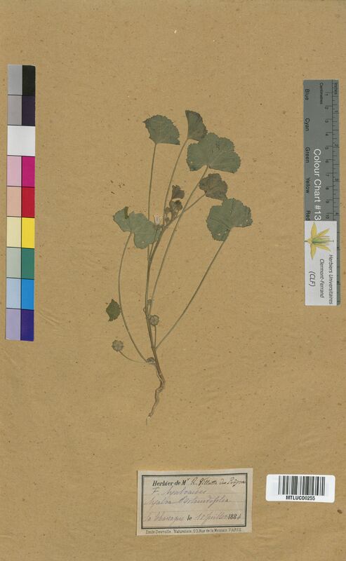 Malva rotundifolia (Malvaceae)