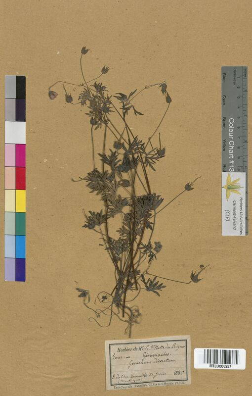 Geranium columbinum (Geraniaceae)