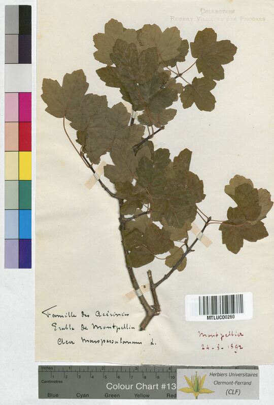 Acer monspessulanum (Aceraceae)