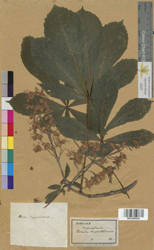 Aesculus hippocastanum (Hippocastanaceae)