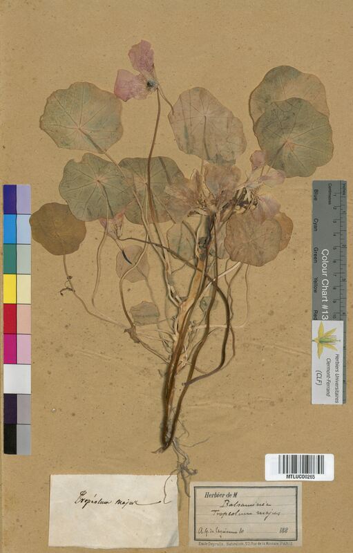 Tropaeolum majus (Tropaeolaceae)
