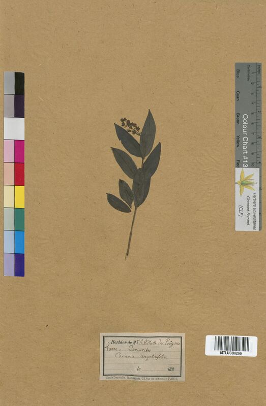 Coriaria myrtifolia (Coriariaceae)