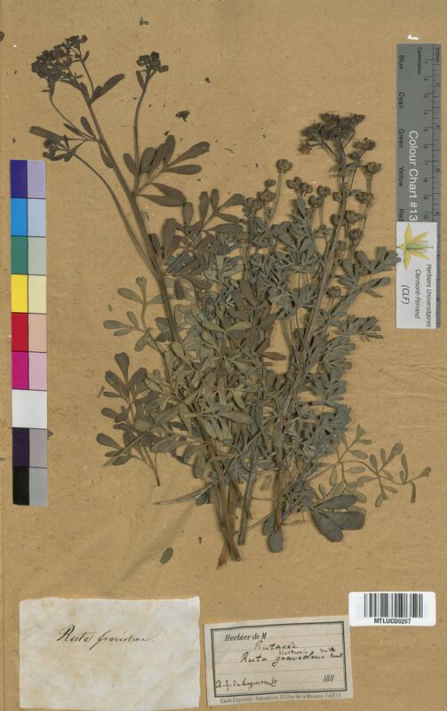 Ruta graveolens (Rutaceae)